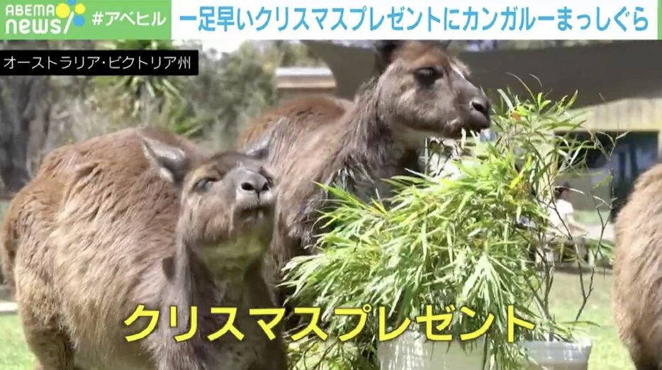 カンガルー