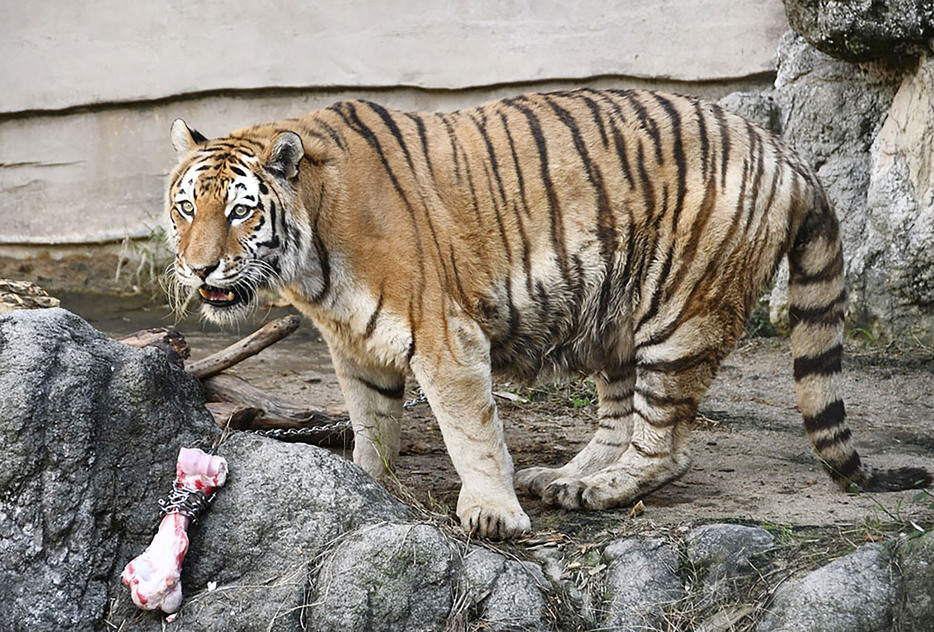 富山市ファミリーパークが飼育していた雌のアムールトラ「ミー」。国内最高齢の20歳だった＝10月（同パーク提供）