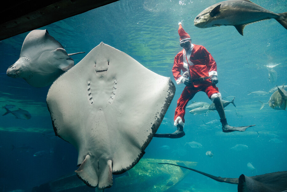 １８日、南アフリカ東部ダーバンにある水族館で行われた水中ショー。サンタクロースの衣装に身を包んだ専門家が、魚たちと戯れる。