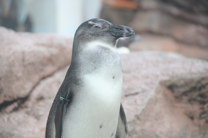 京都水族館ペンギン、2023年生まれ「うしわか」