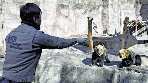 飼育員からクロダイが餌としてヒグマに与えられる（浜松市動物園で）