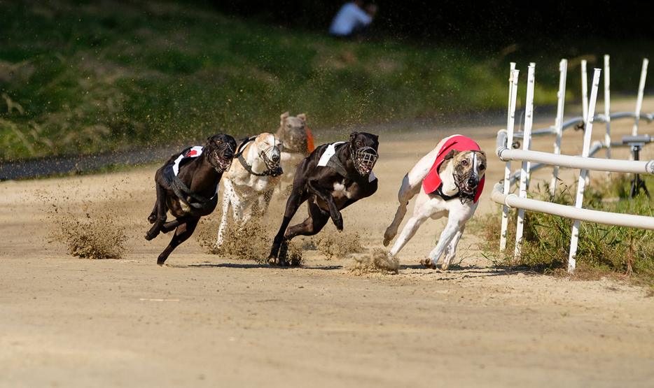 狩猟犬種グレイハウンドの犬レース（資料写真）