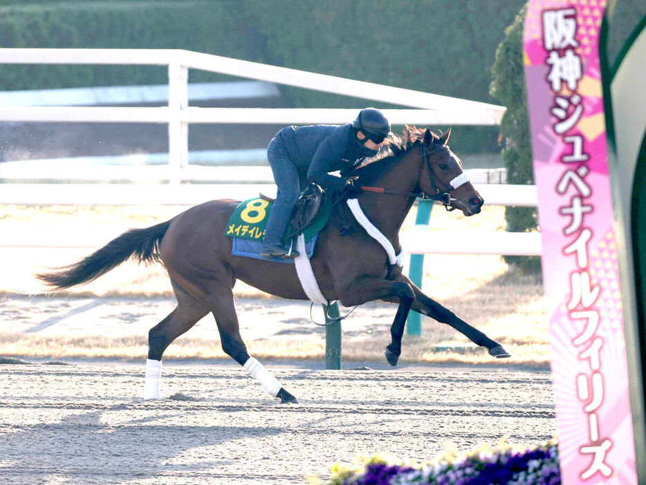 京都競馬場のダートコースを追い切ったメイデイレディ（カメラ・渡辺　了文）