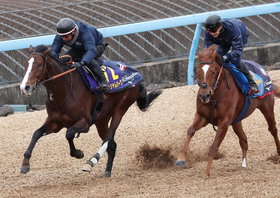 ローシャムパーク（左）は美浦ウッドを併せ馬で追い切られた（2024年12月19日撮影）