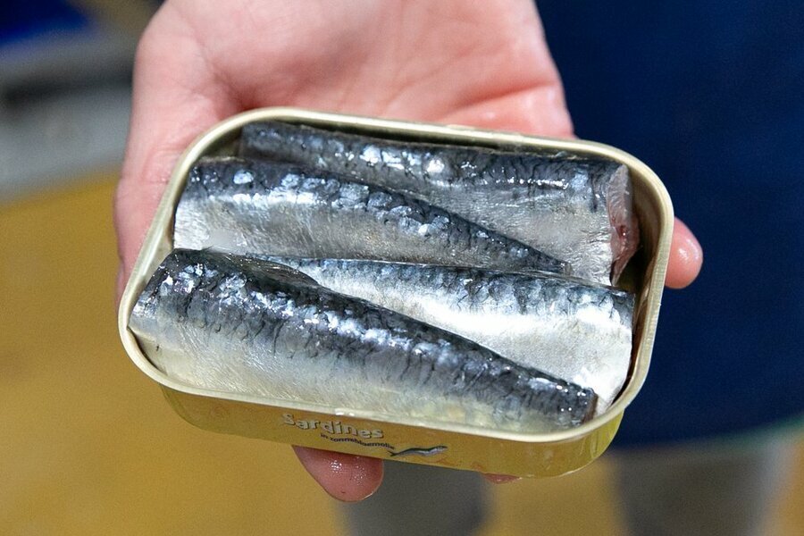 魚缶は原料の鮮度が命！ 画像は加熱前の生イワシ (撮影：黒川勇人)