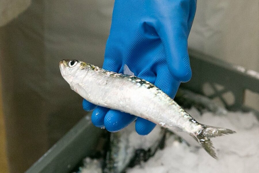 工場に搬入されたイワシ。澄んだ眼と輝くウロコで鮮度の良さが分かる