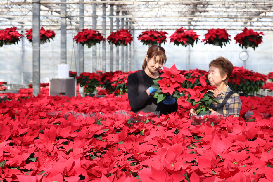 クリスマスシーズンに彩りを添えるポインセチアの出荷が最盛期を迎えている。埼玉県入間市の篠園芸では、１２種類、約５万鉢を生産している＝４日