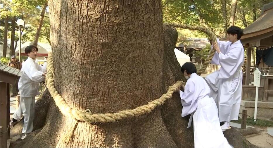 県指定天然記念物の神木「夫婦大楠」にしめ縄が飾り付けられる様子