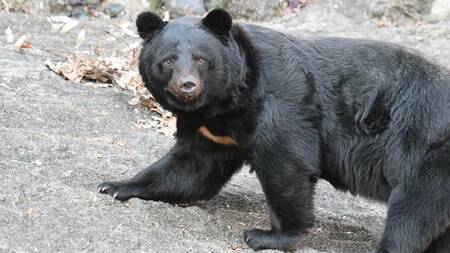 肉食でもあるが、ヒグマと比べても植物食に依存するというツキノワグマ（画像：sw950502／PIXTA）