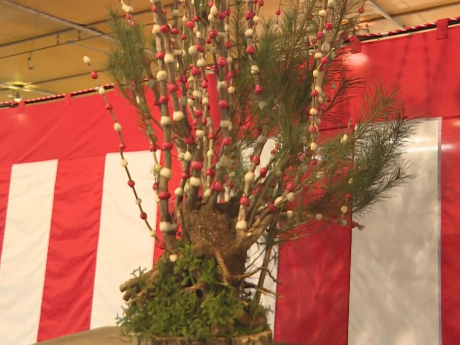 2メートルを超える「花もち」 岐阜県高山市