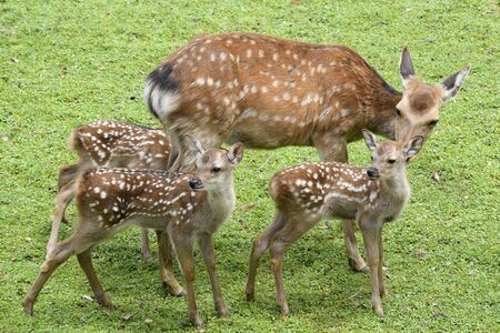 会場となる奈良公園の鹿、県は鹿も芝生も「そんなに大きな問題はない」と楽観（写真：共同通信社）