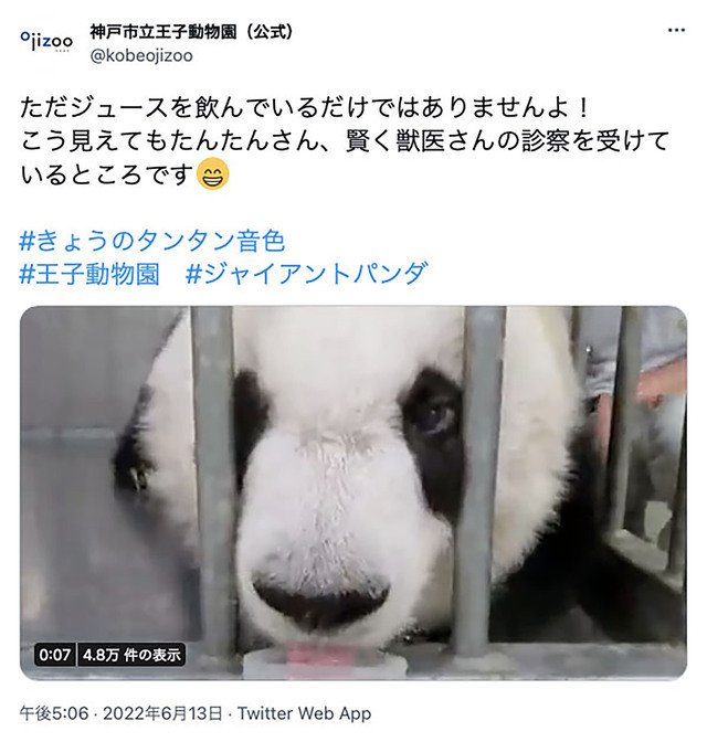 ジュースを飲みながらの健診です　神戸市立王子動物園ツイッターより