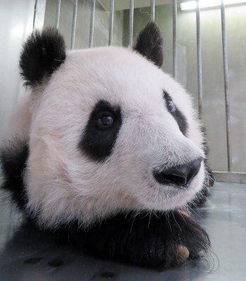 眠そうですね　神戸市立王子動物園ツイッターより