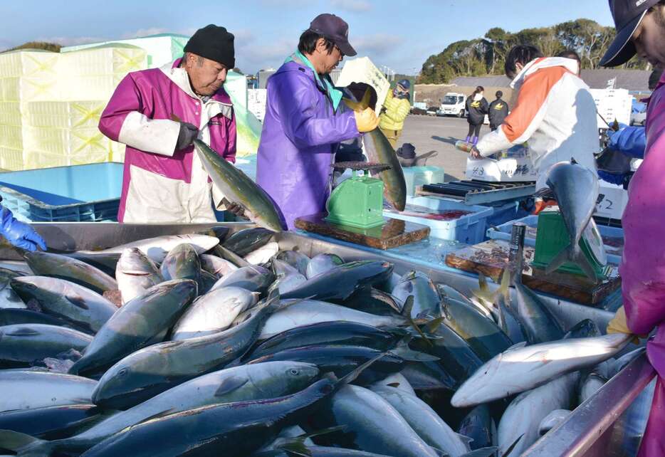 ブリの出荷作業に追われる漁業者ら＝２５日、長島町の薄井漁港