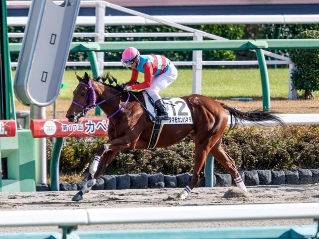 2番人気タマモカンパネラが勝利(撮影：下野雄規)