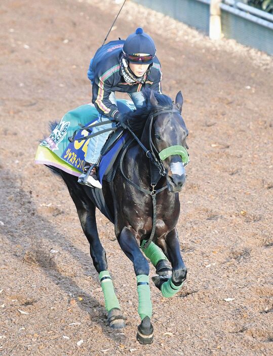 栗東坂路で追い切るジャスティンパレス＝栗東トレセン