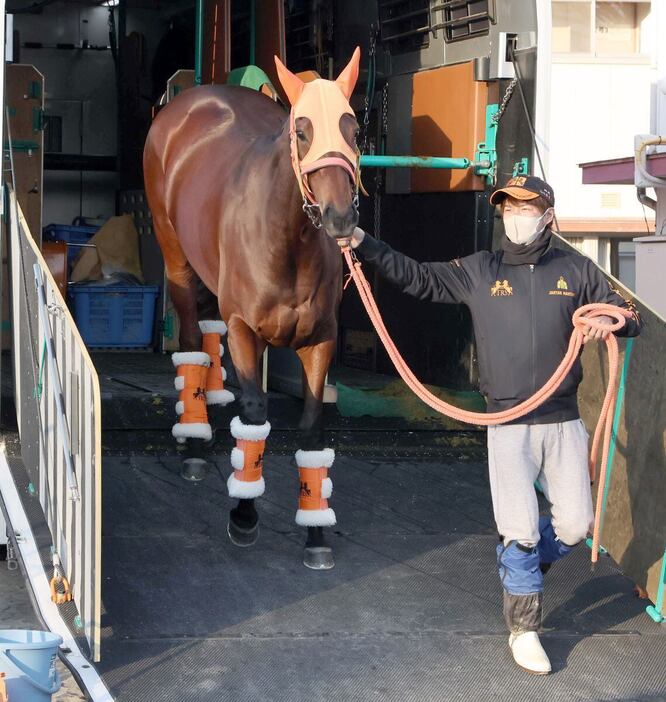 中山競馬場に到着したスタニングローズ＝中山競馬場（撮影・塩浦孝明）