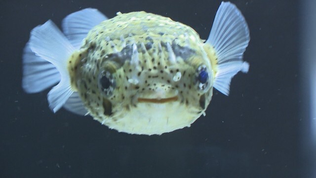 ハリセンボン　四国水族館のお正月展より