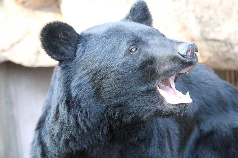 相次ぐクマの出没、自治体にさまざまな声（写真はイメージ）【写真：写真AC】