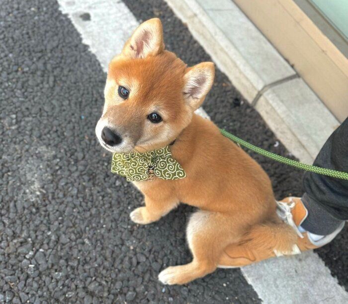 飼い主さんの足の上にちょこん。