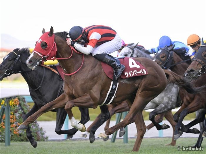 昨年、阪神開催の阪神カップを勝ったウインマーベル