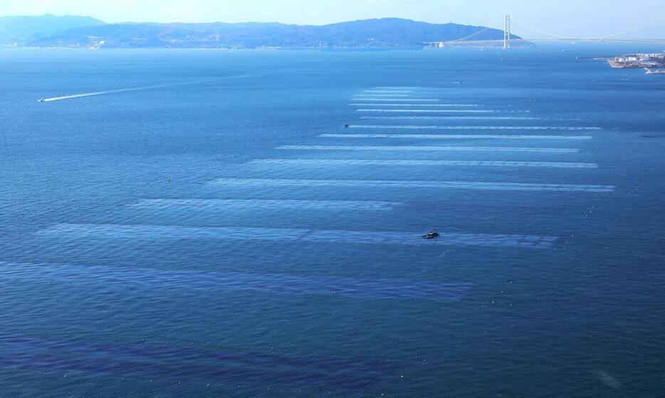 海に浮かぶ巨大な長方形のノリ棚＝神戸市の須磨・垂水沖