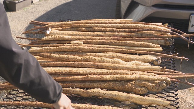 じねんじょの収穫　東かがわ市五名