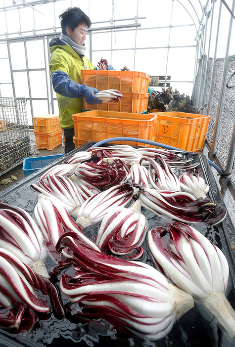 今季の出荷が進んでいる高級イタリア野菜「トレビーゾ・タルティーボ」＝河北町西里