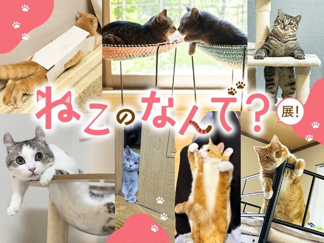 珠玉の作品が多数集まった「ねこのなんで？大賞」