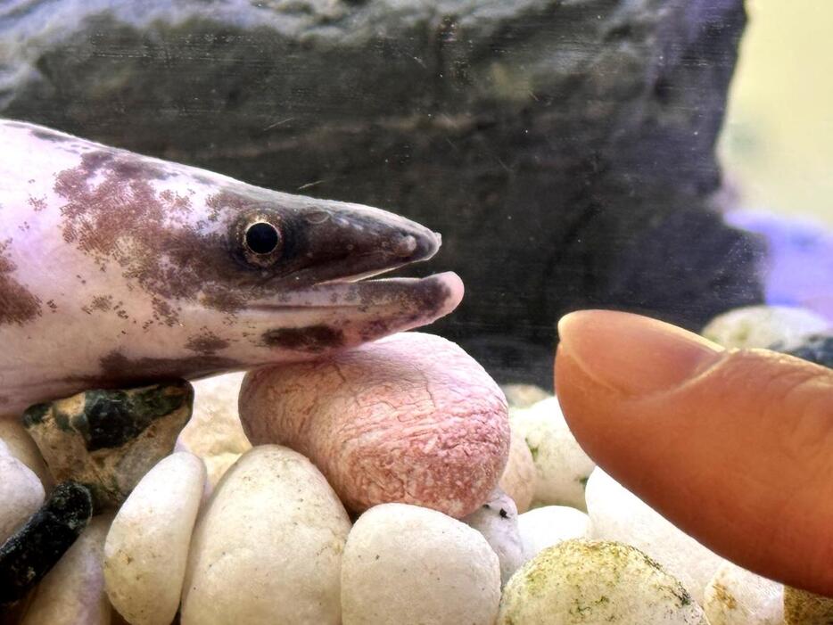 かば焼きにならずに済んだウナギ、生き延びて水族館に　伊勢シーパラダイス