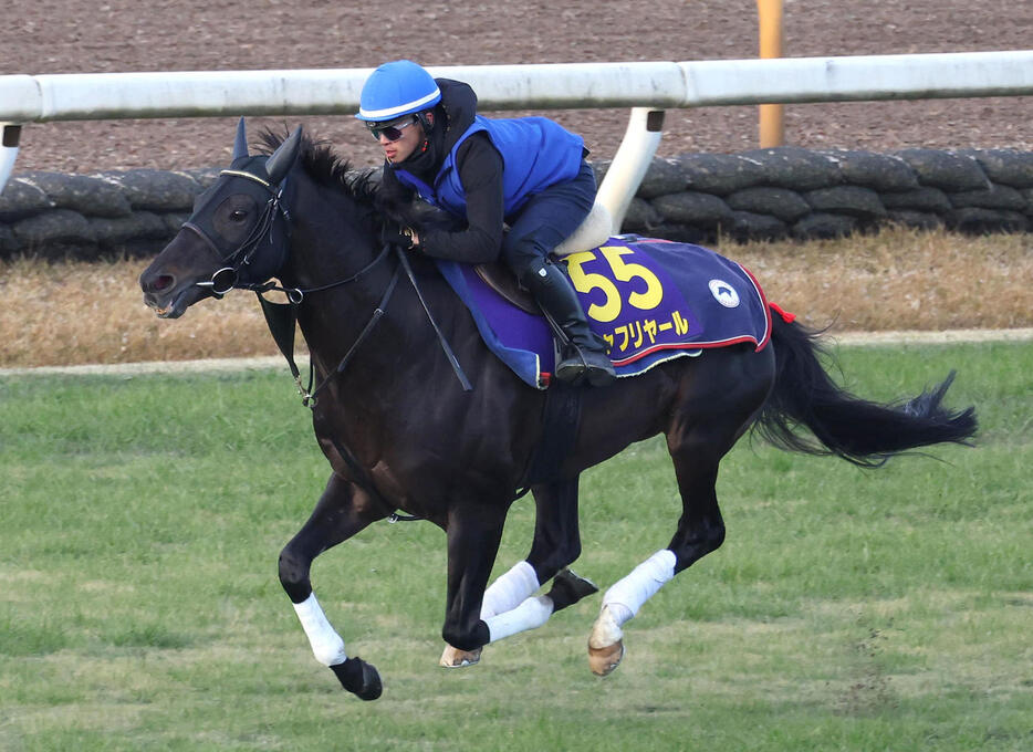 西塚騎手を背に芝コースを単走で追い切るシャフリヤール（撮影・白石智彦）