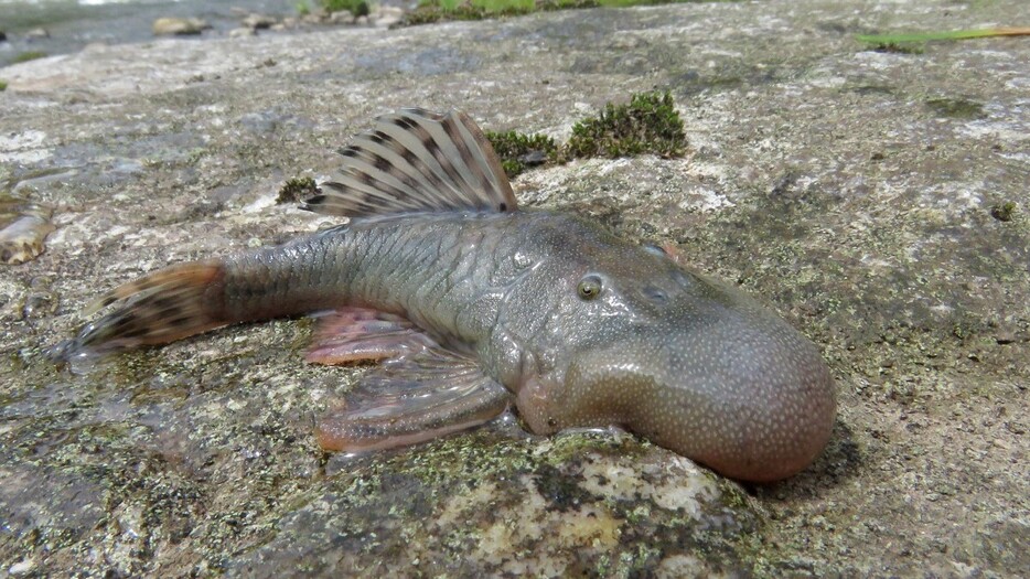 発見された「ぶよぶよ頭の魚」