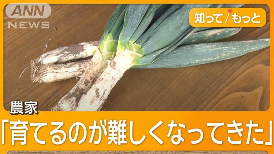 「下仁田ネギ」大凶作　農家が悲鳴「収穫量が半減」　収穫まで15カ月…異常気象直撃