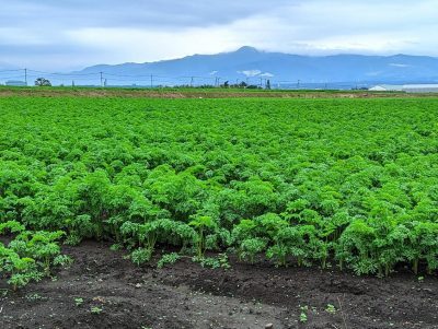 通勤道脇のにんじん畑。青々と葉が茂る。