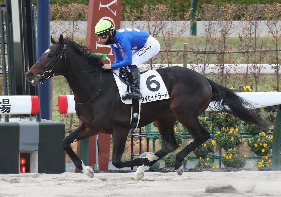 京都4R、後続に大差をつけて新馬戦を快勝したタイセイドラード（撮影・白石智彦）