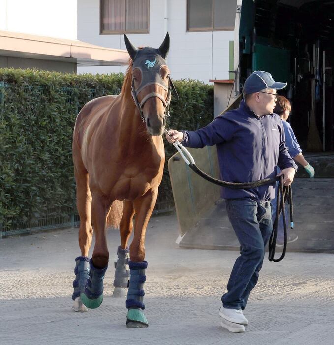 中山競馬場に到着したダノンデサイル（撮影・塩浦孝明）