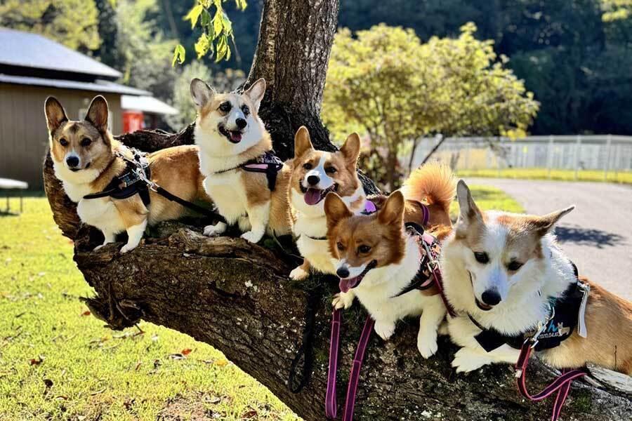 大きな木の幹に座って、ひと休み中の“おちりーず”【写真提供：Dog village 台ヶ森とおちりーず（@hachi_stagram）さん】