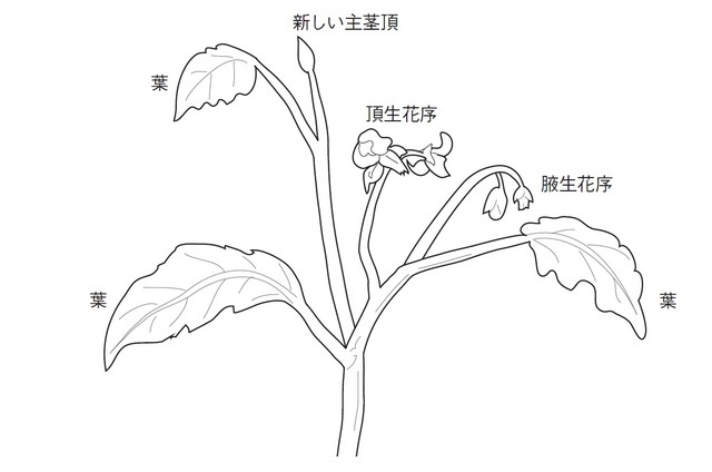 トマトの仮軸分枝