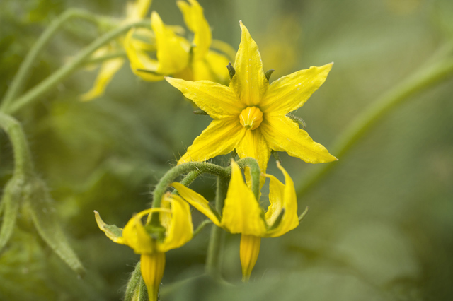 トマトの花 Photo by istock