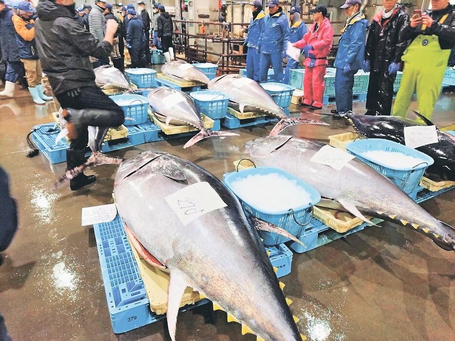 １５０～２７０キロのクロマグロが並んだ競り場＝魚津おさかなランド