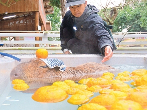 気持ちよさそうにゆず湯に漬かるカピバラ＝鳥取県米子市、大山トム・ソーヤ牧場