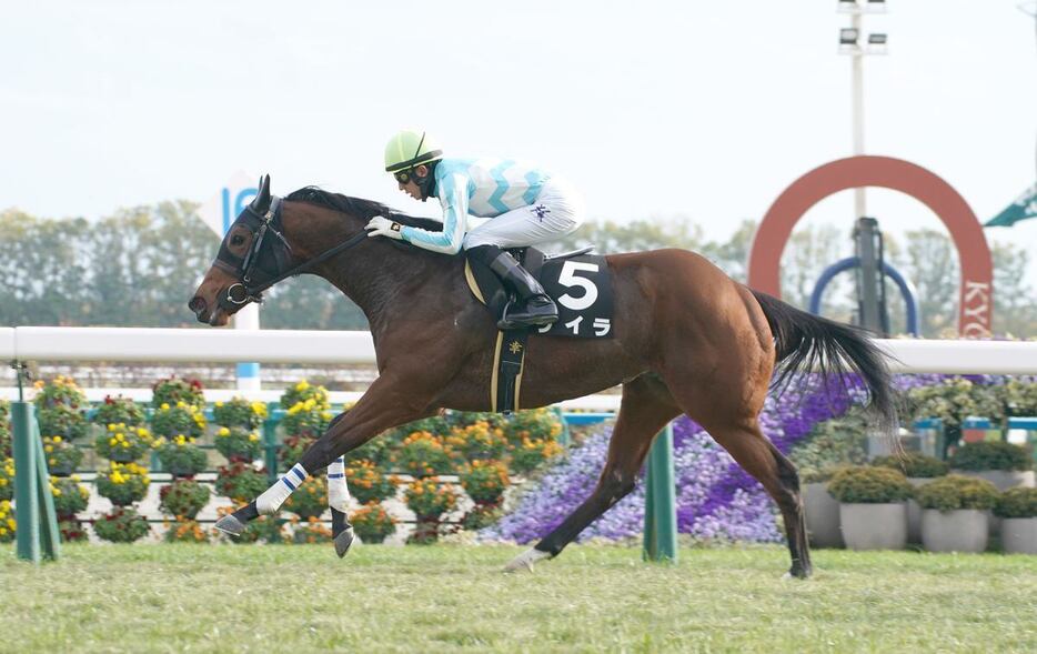 万両賞を制したライラ＝京都競馬場（撮影・岩川晋也）