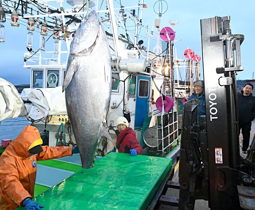 「第88萬漁丸」が水揚げした165キロのクロマグロ＝12月31日午前6時58分、大間町の奥戸漁港