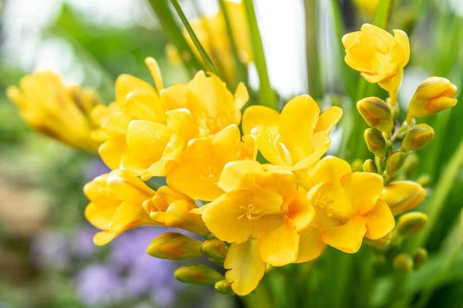 凛とした花姿が人気のフリージア（写真はイメージ）【写真：写真AC】