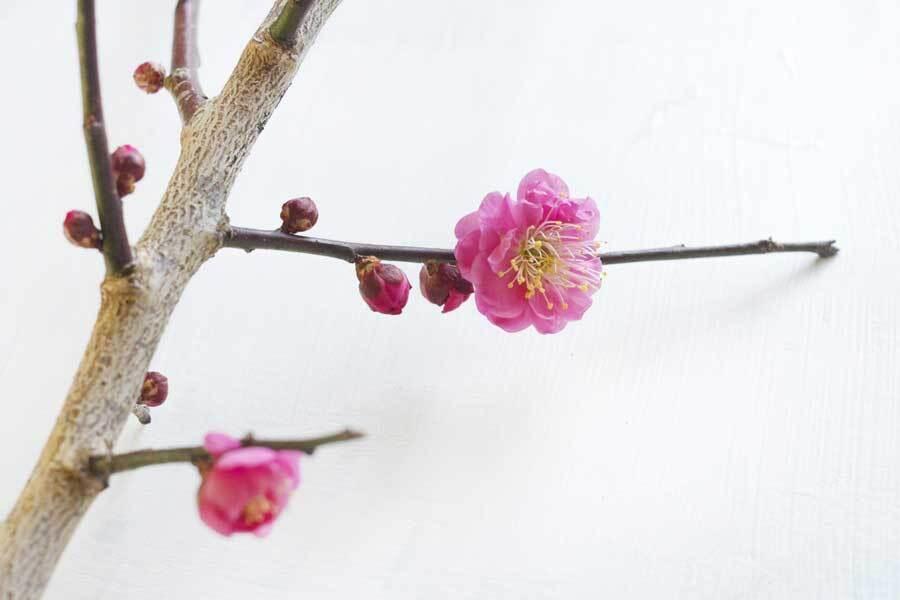 初春の訪れを告げる梅の花（写真はイメージ）【写真：写真AC】