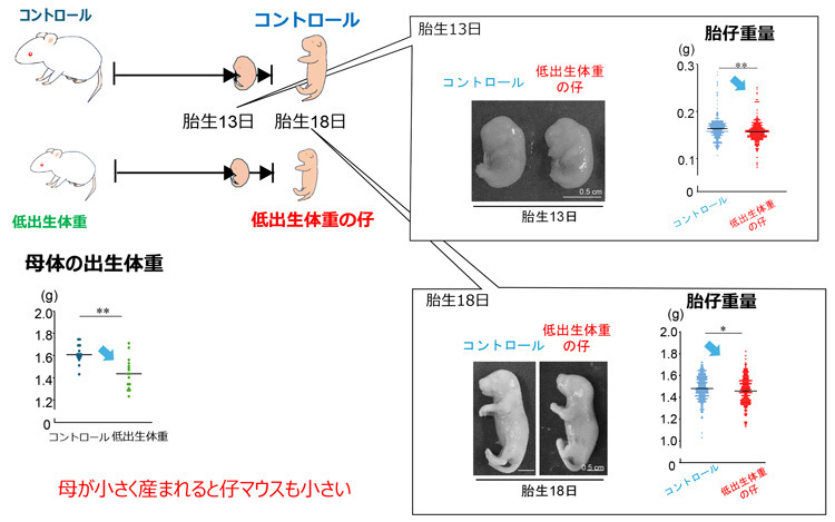 低出生体重のモデルマウスが出産すると、次世代のマウスも低体重であることが確認できた（佐藤准教授提供）