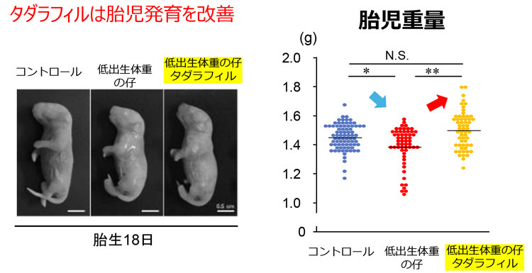 タダラフィルが胎児の発育にどのように効果があるかを示したグラフ。投与すると通常の体重程度に発育することが分かる（佐藤准教授提供）