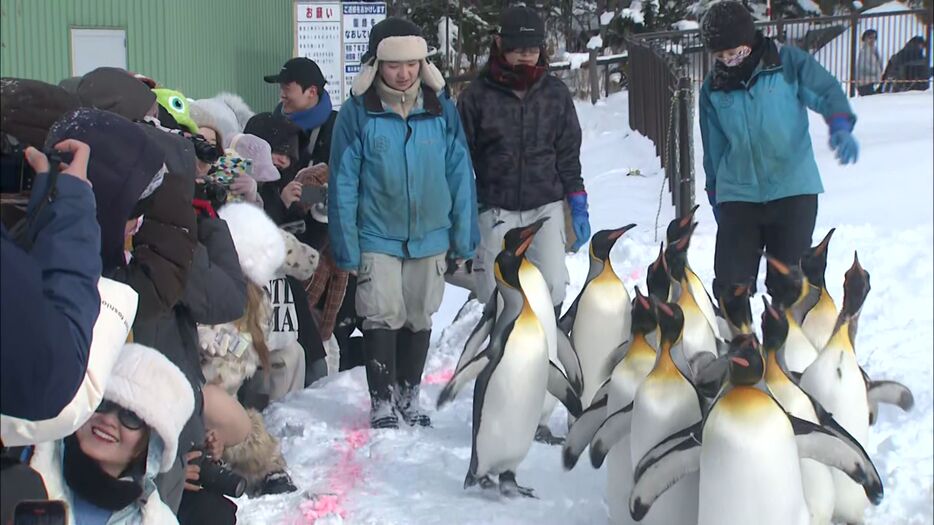 ペンギンの散歩のリハーサル