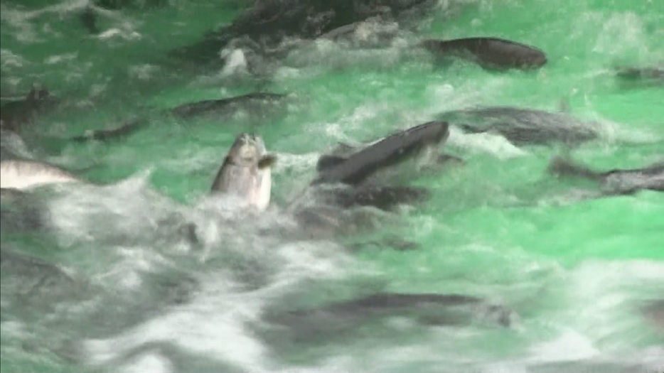 養殖用のいけすに放流されたサクラマスの稚魚