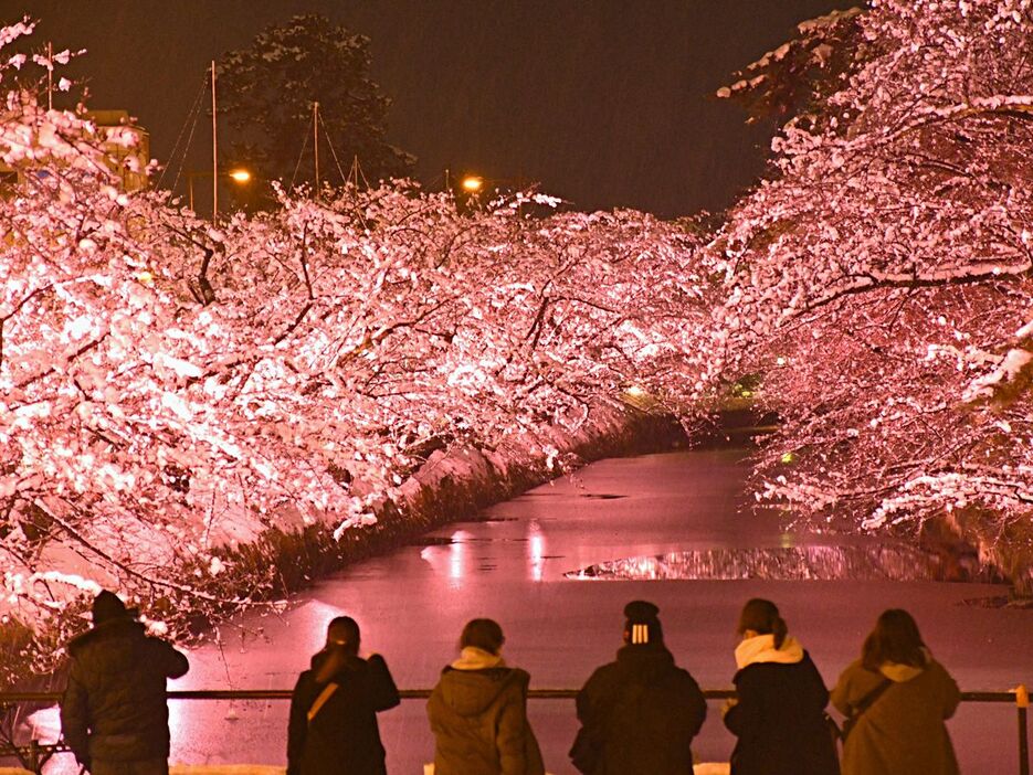 枝に着いた雪が桜の花のようにピンク色に浮かび上がった弘前公園外堀のライトアップ＝6日午後7時ごろ